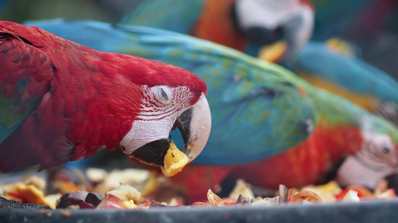 Group of Colorful Macaws Eating Fruit Together