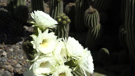 Cactus-With-Yellow-Flowers-And-Bees