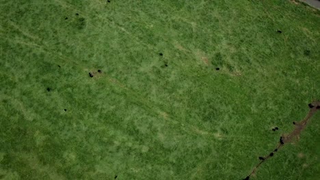 Bird-eyes-view-of-the-black-sheep-on-the-field