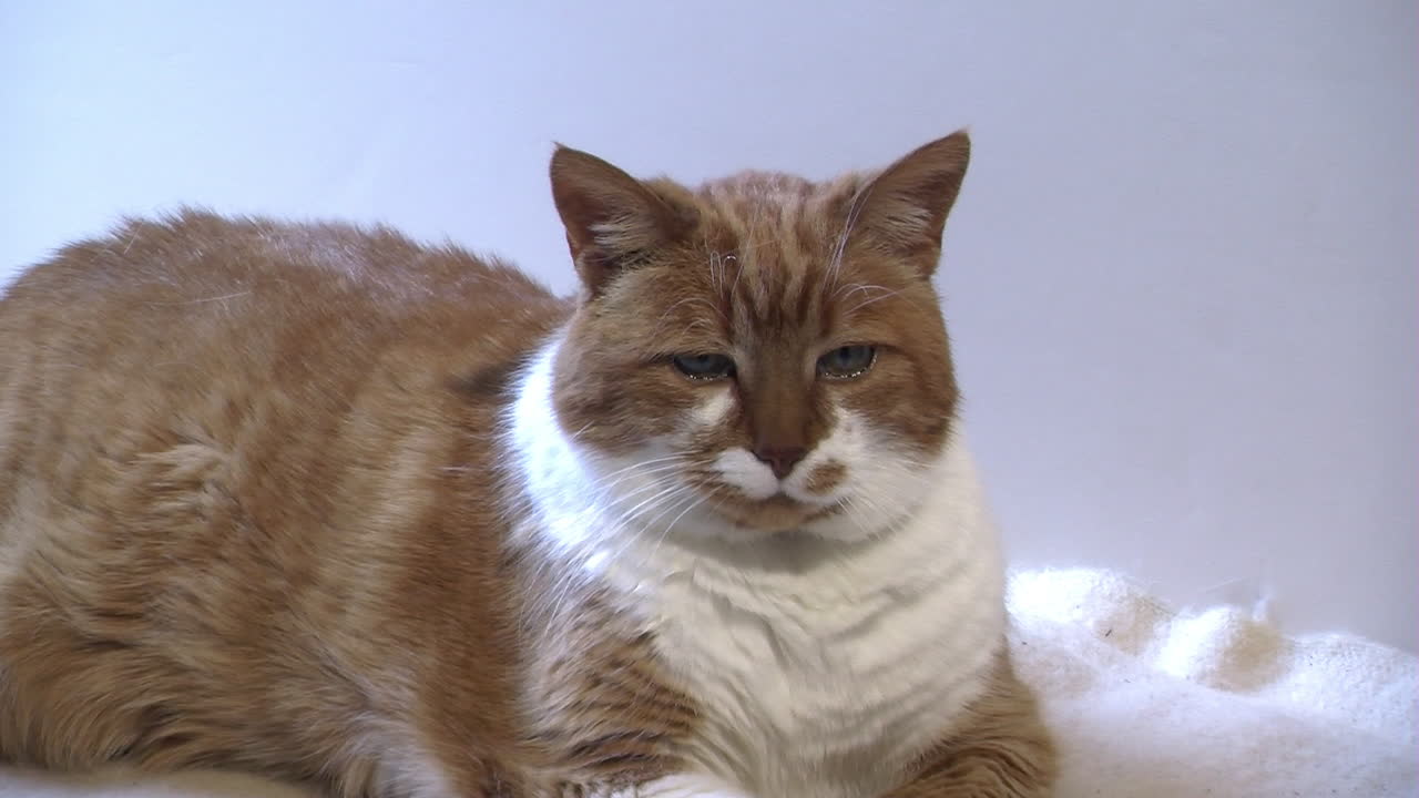 un gato geriátrico descansa y mira a su alrededor