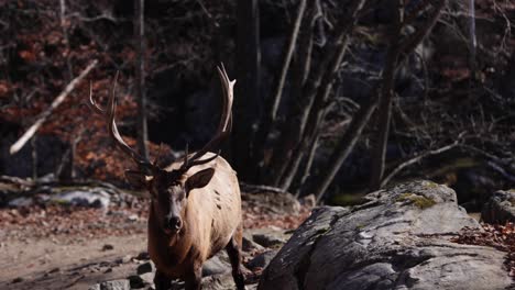 elk bull walking towards camera slomo fall colors