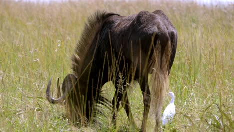 Close-Shot-Of-Black-Wildebeest-Grazing-In-Green-Field-Near-White-Bird