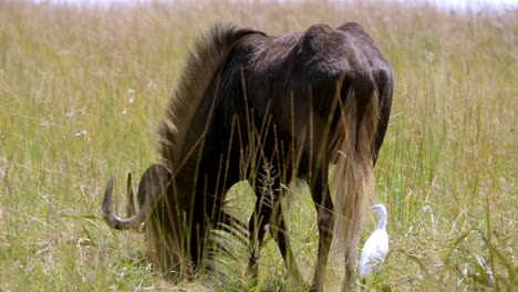 primer plano de ñu negro pastando en campo verde cerca de pájaro blanco