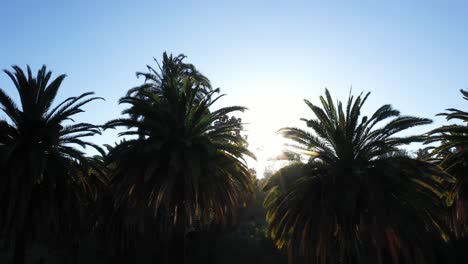 Drone-shot-of-a-large-palm-tree-panning-right-during-golden-sunset-hour-with-sun-peeking-through-palm-tree-and-clear-blue-skies-in-Los-Angeles,-California-park