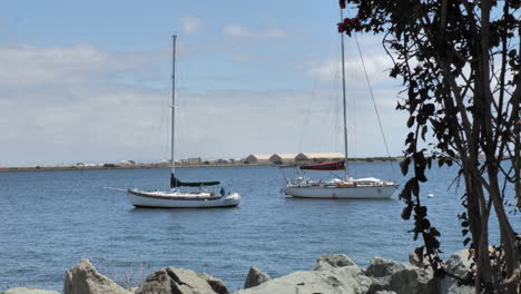 two sailboats docked and anchored at the coast of san diego, california with tropical tree