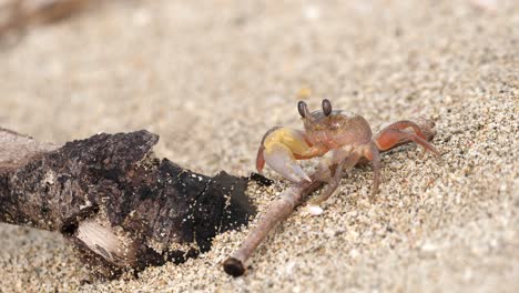 cangrejo comiendo en la playa 4k