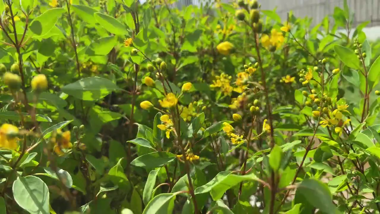 Bee Pollinating Vibrant Yellow Flowers on a Green Bush