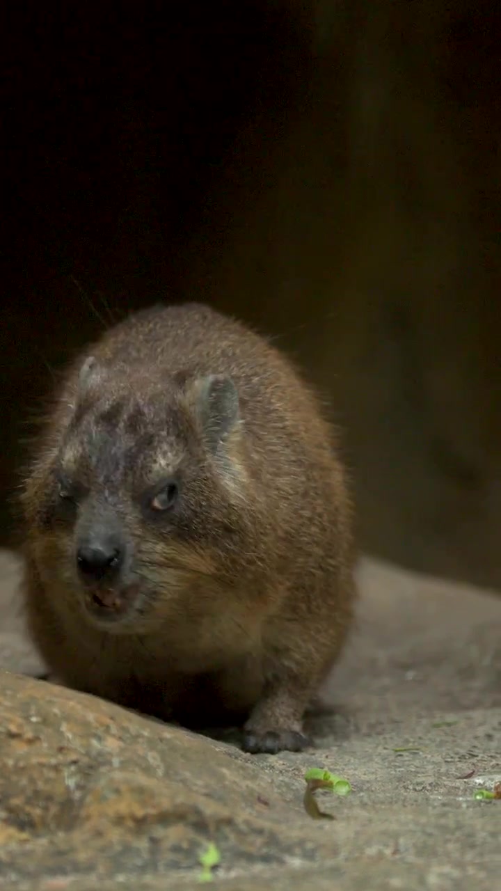 Un damán roquero mastica vegetales verdes mientras está posado sobre piedras en un recinto de zoológico.