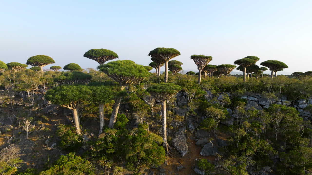 árboles de dragón de socotra inusuales en el bosque de firhmin en yemen