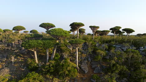 unusual socotra dragon trees at firhmin forest in yemen