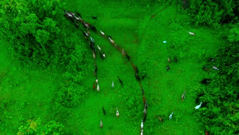 Cabra-Yendo-A-Casa-En-Vista-De-Pájaro-Drone-Jungal