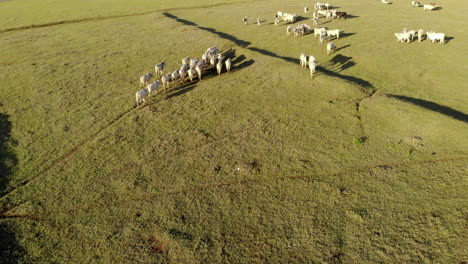 Cattle-herd-grazing-at-sunset