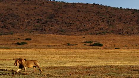 profile view of dominant male lion walking over dry african landscape at sunset
