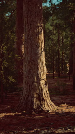 tall trees glow in golden sunlight under a peaceful forest canopy