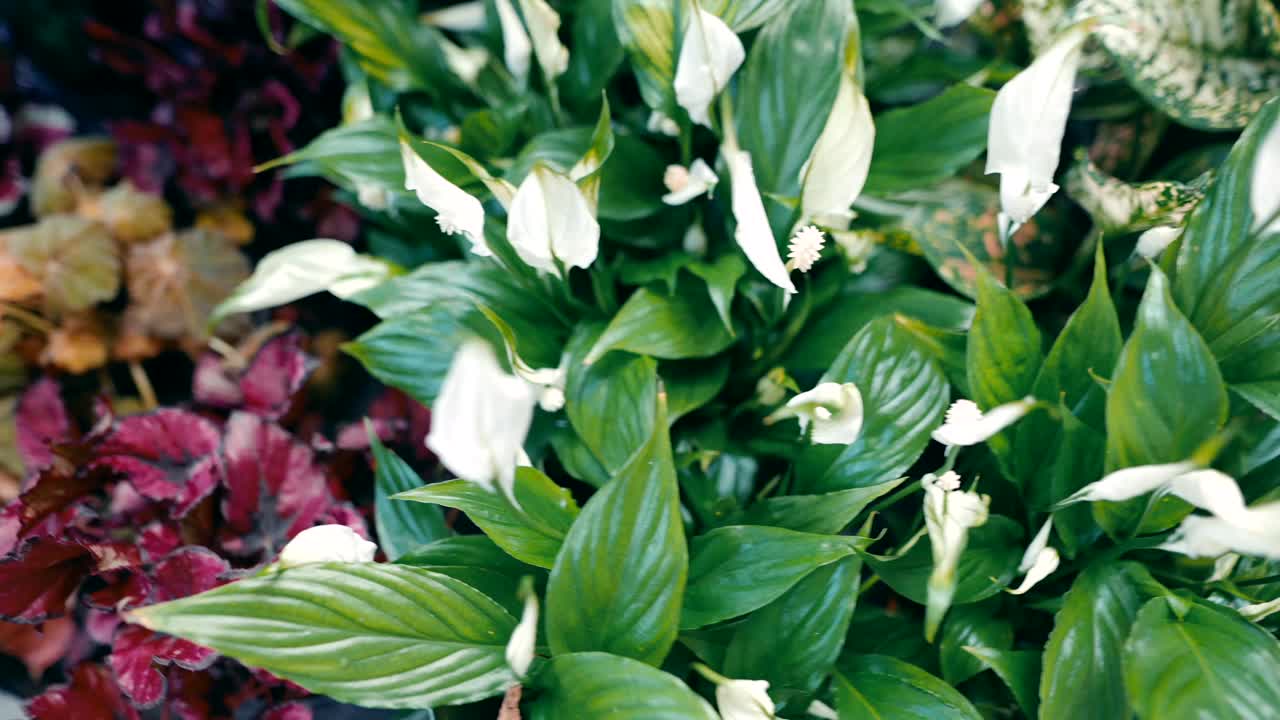 Floral display of Begonias and Peace Lilies