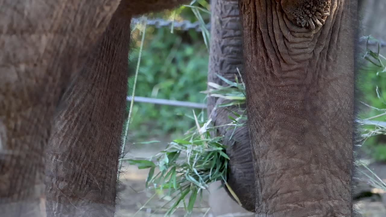동물원 안의 코끼리 다리 움직임