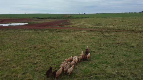 Ovejas-Campo-Drone-Ejecutando-Nublado-Hierba