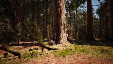 Riesenmammutbäume-Im-Sommer-Im-Sequoia-Nationalpark