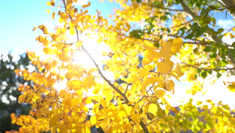 yellow aspen leaves and tree branch on a sunny autumn day with sun in backlight