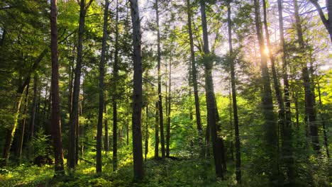 smooth drone video footage of a magical, lush, green forest with beautiful golden light during summer