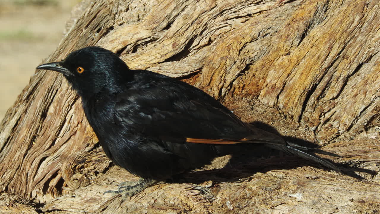 A pale-winged starling preens its feathers while perched in a camelthorn tree. First, the bird scratches its head, then turns and spreads one wing.