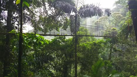 man walks on hanging bridge in costa rica rainforest