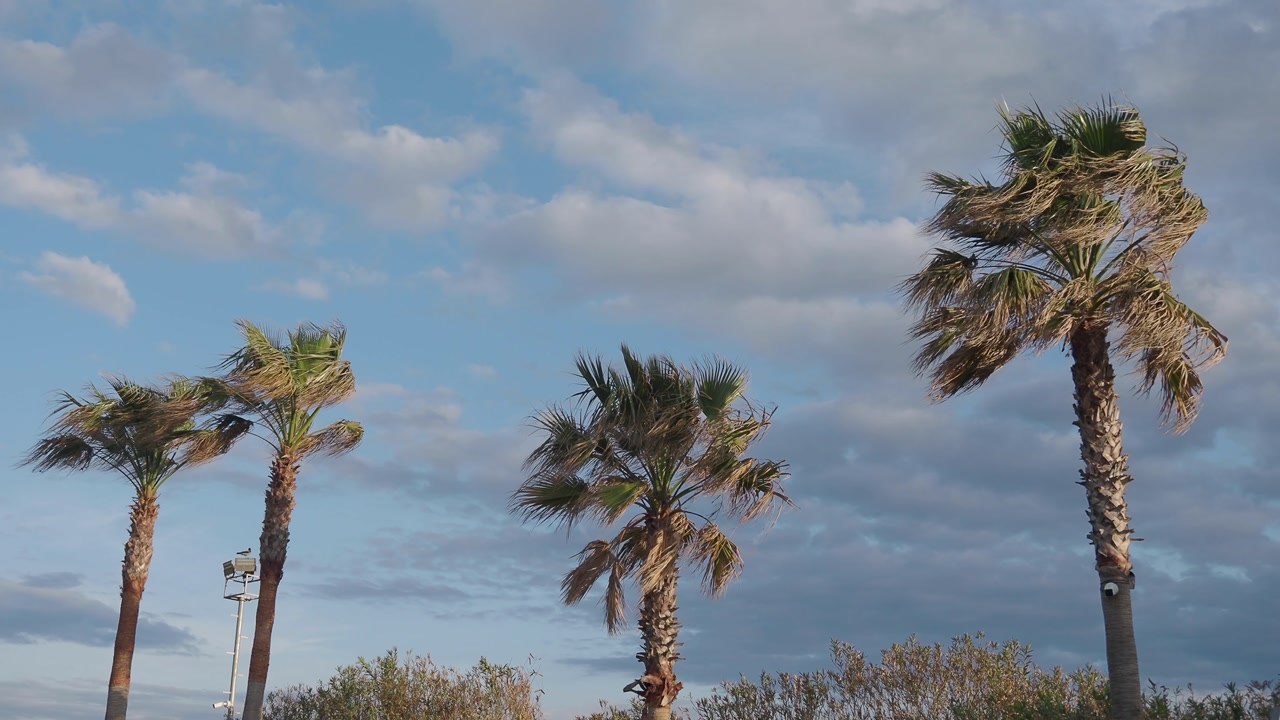Palm Trees Swaying in the Wind Against a Cloudy Blue Sky