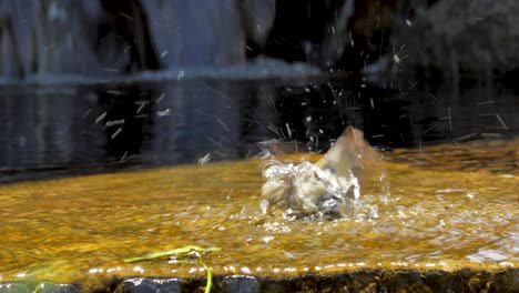 a lesser goldfinch splashes in a shallow stream and then flies away