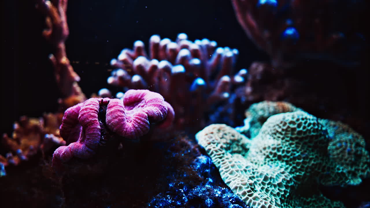 Close up of colourful coral reefs in the water