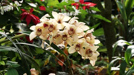 close up view of dendrobium orchid