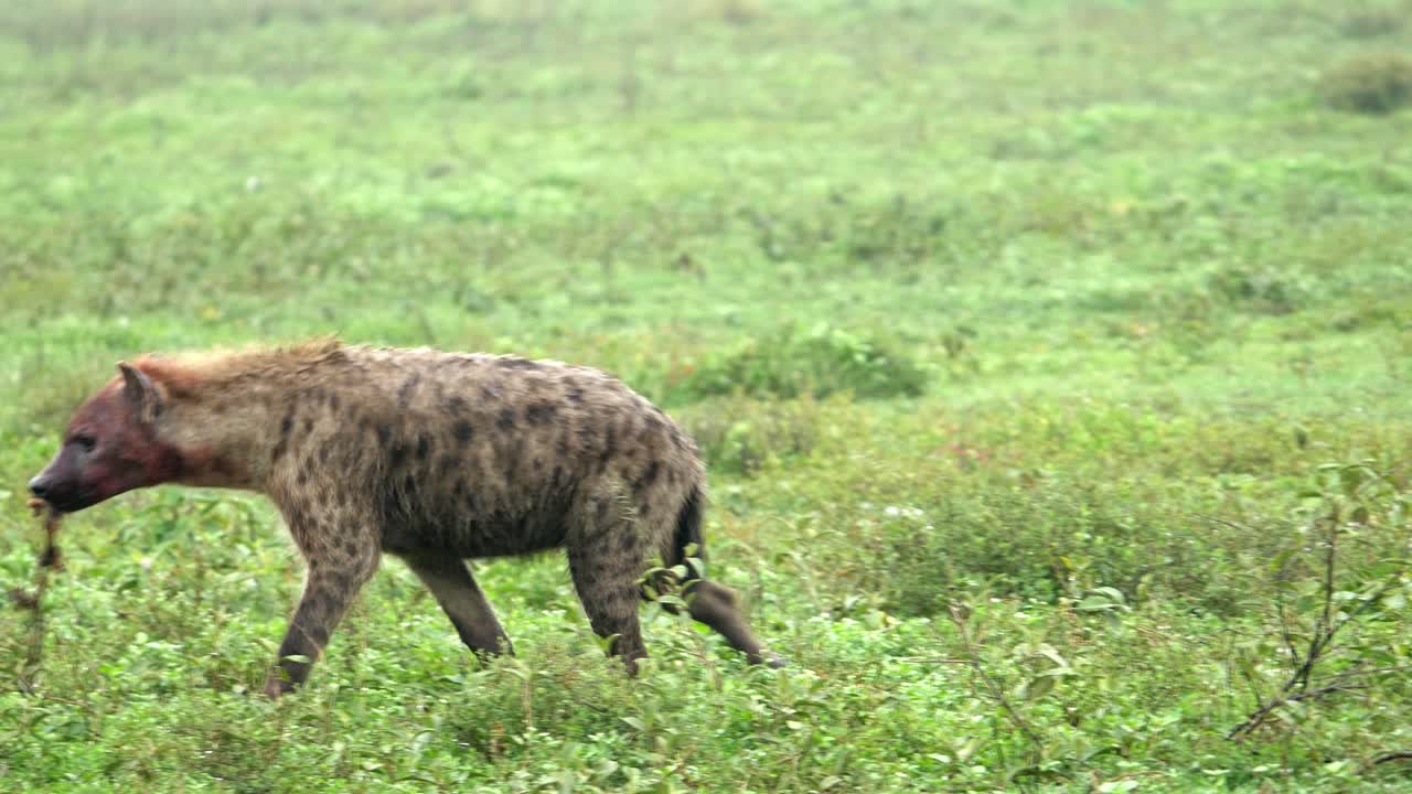 A spotted hyena walking across grassland while carrying piece of meat of its prey with a bloody face, tracking shot