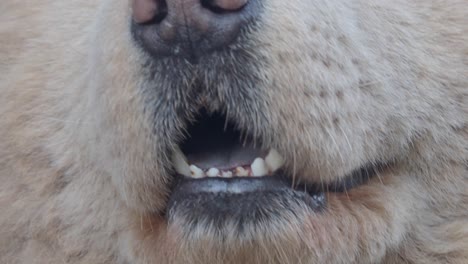 close-up of a dog's mouth