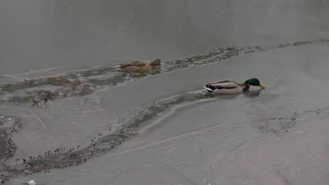 Patos-Salvajes-Rompen-Hielo-Fino-Con-Pico,-ánades-Reales-En-El-Lago-En-Invierno