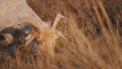 goat grazing on golden grass in field, slow motion medium shot