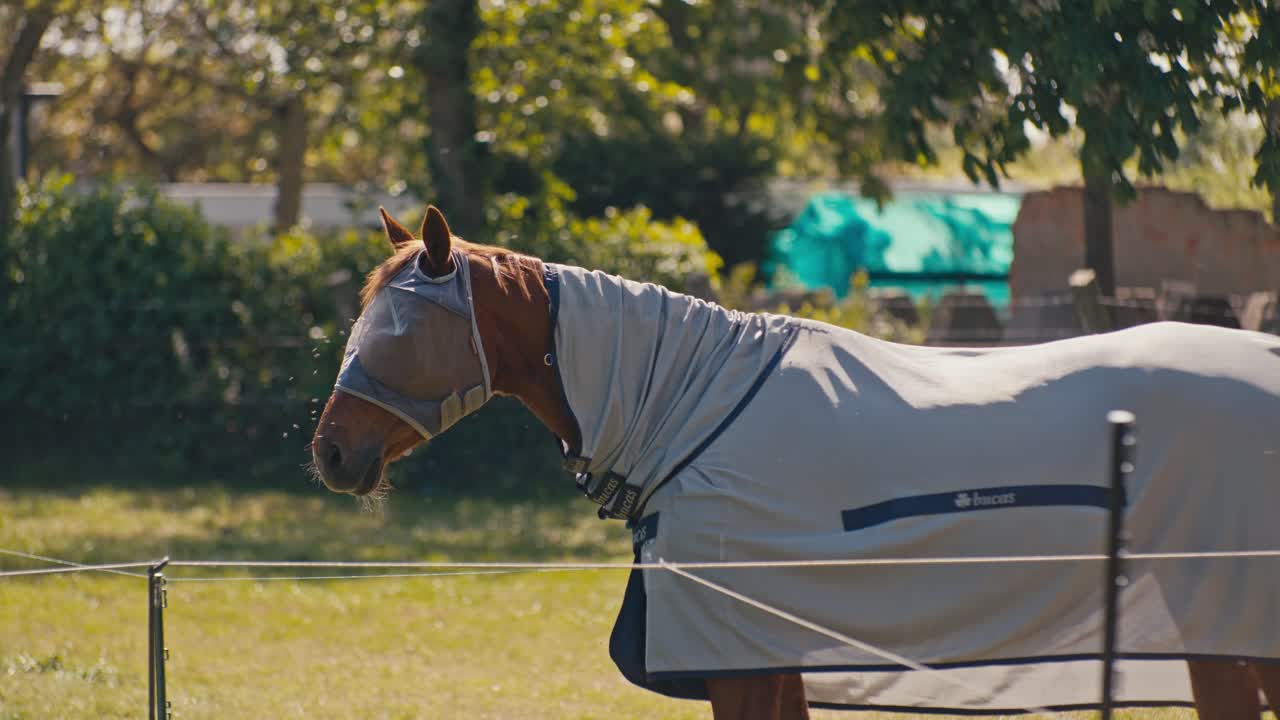A horse animal livestock is standing outside on a sunny day with filmic digital film look style