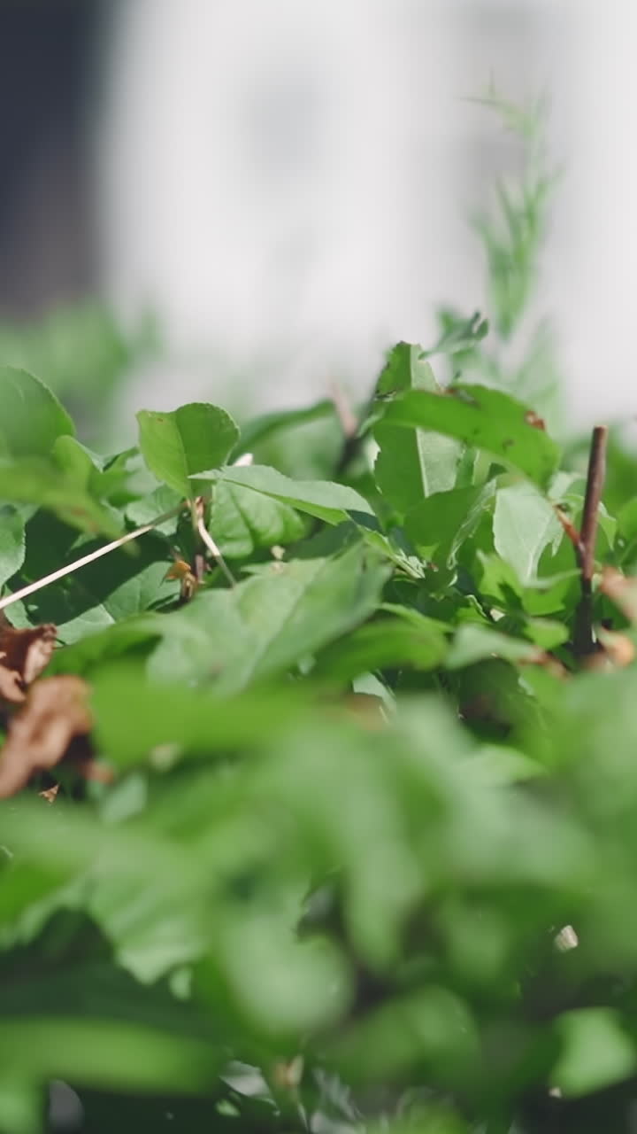 Cut bush with green leaves grows in sunny spring park closeup. Topiary process in city landscaping. Taking care of cultural plants in public garden