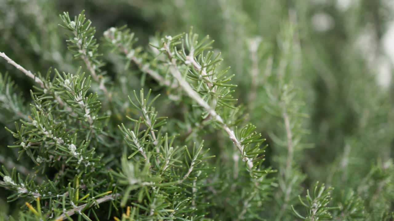 Cinematic left-to-right slide close-up of fresh rosemary in a backyard herb garden, perfect for cooking and sustainability concepts