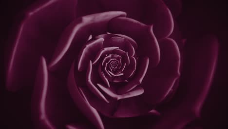 close-up of a deep purple succulent flower