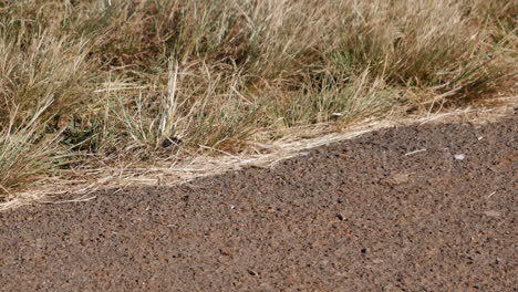 la oruga negra peluda se arrastra en la hierba seca al lado de la carretera africana