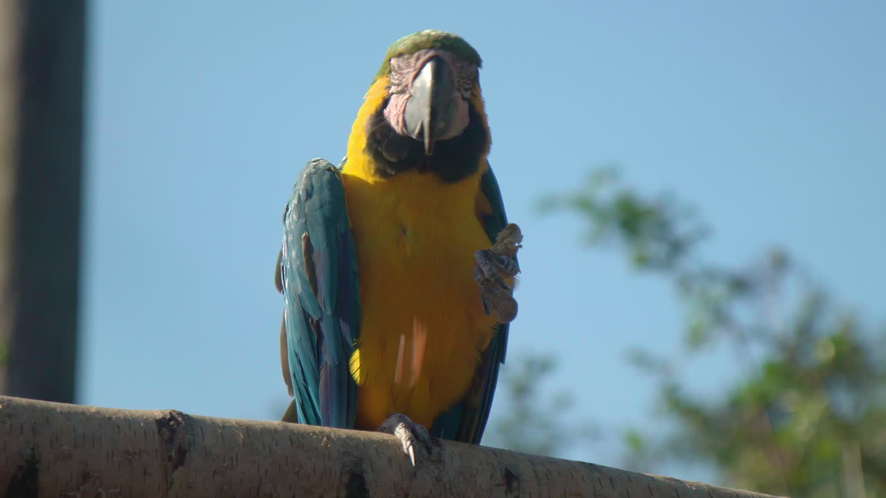 lindo pájaro loro guacamayo amarillo y azul comiendo