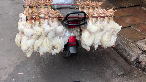 un paquete de patas de pollo vivo atado al revés en una bicicleta para llevar en kolkata, india