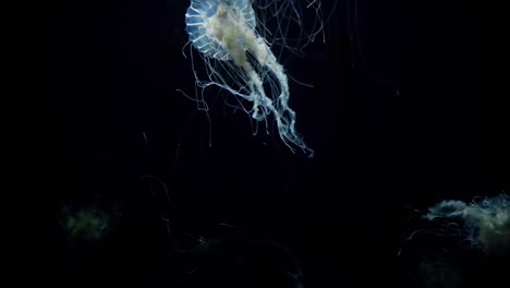 white glowing jellyfish moving in the dark blue water.