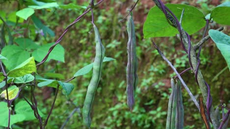 bean pods hang from vines and blow in a gentle breeze