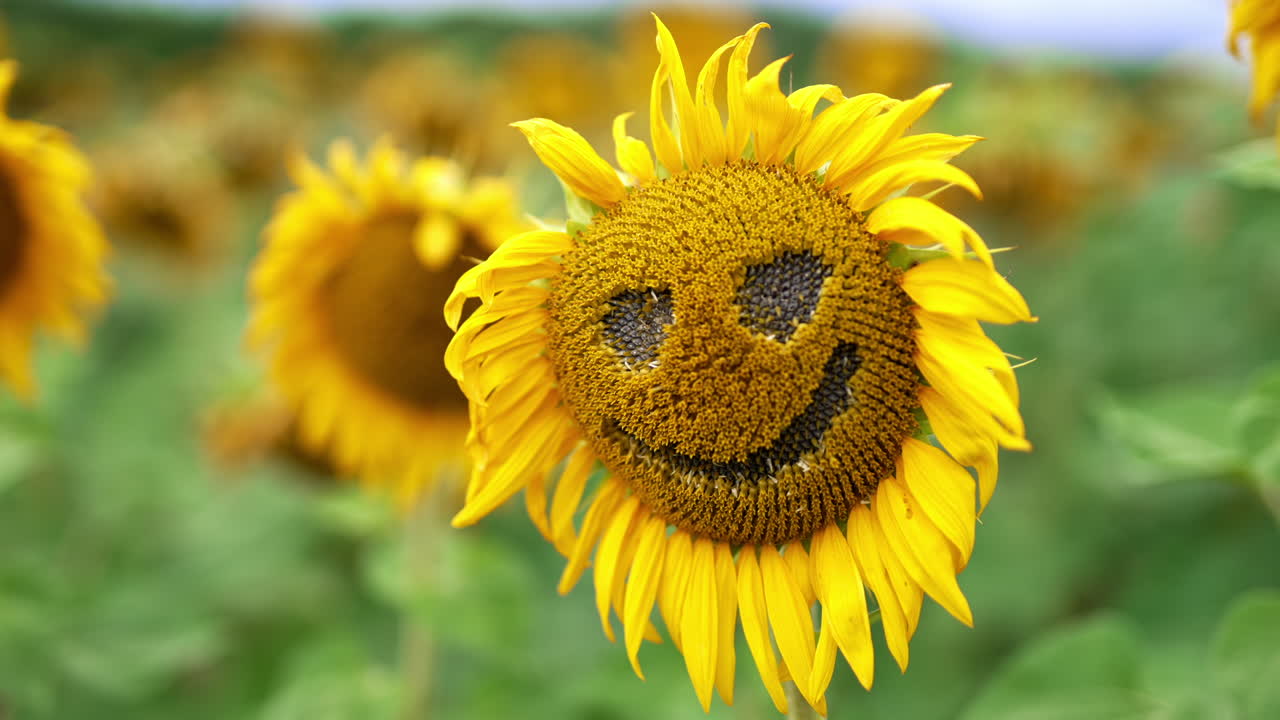 Funny face made from a seed flower with fading petals. Close up. Sunflower farmland at backdrop in blur.