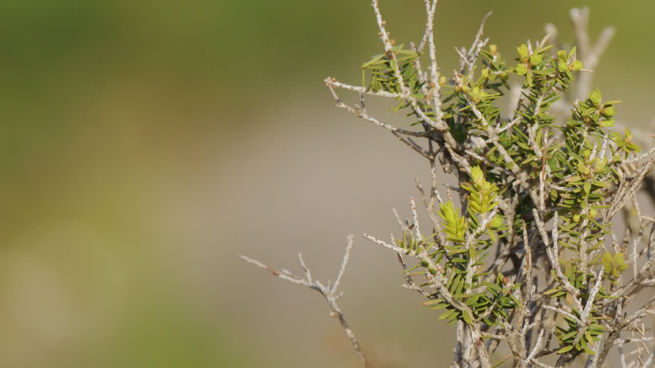 Leptospermum laevigatum shrub gently moves in coastal breeze, sunlit with shallow depth of field