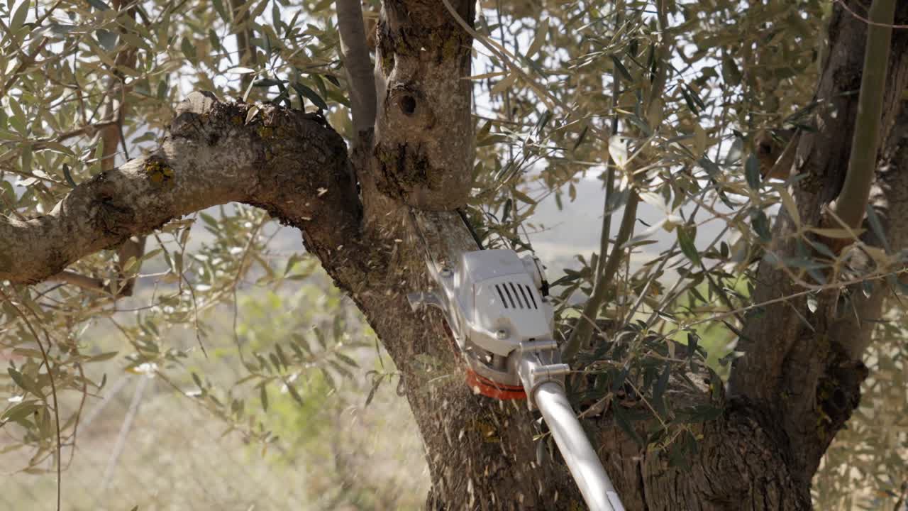 rama de olivo después de la poda de primavera, rotativa