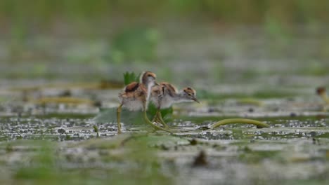 Polluelos-De-Jacana-De-Cola-De-Faisán-Alimentándose-En-Un-Día-Lluvioso-En-Hojas-Flotantes