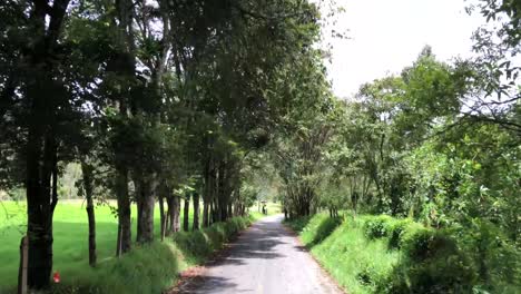 jeep ride in the cocora's valley, during a sunny and windy day. shot from a jeep passing throug trees and leaves.