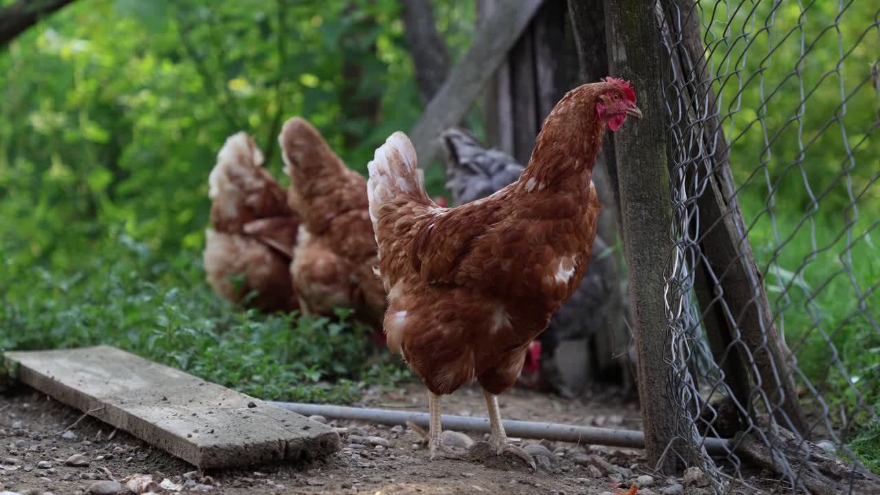 muchos pollos rojos en un día de verano en el pueblo