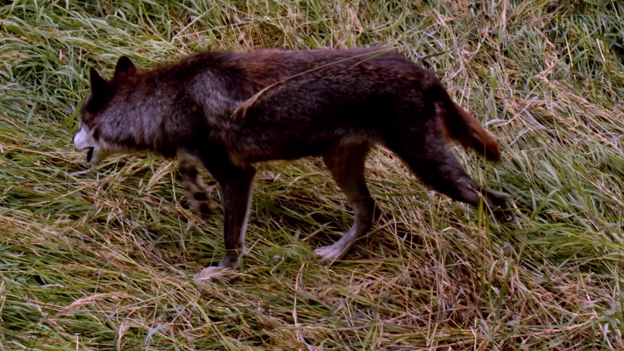 A grey wolf called Koa.